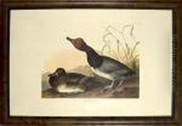Red-headed Duck - view 1
