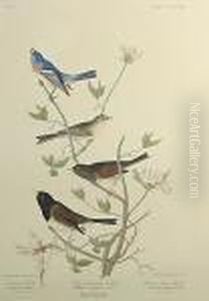 Clay-coloured Finch - view 1