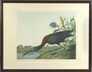 Chromolithograph by John James Audubon