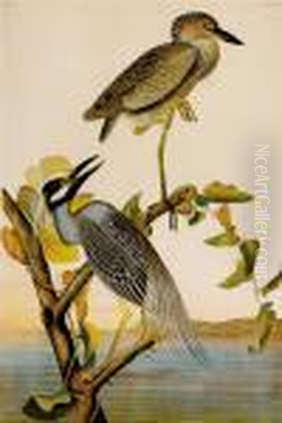 Yellow Crowned - view 1
