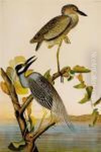 Yellow Crowned by John James Audubon