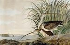 Long Billed by John James Audubon