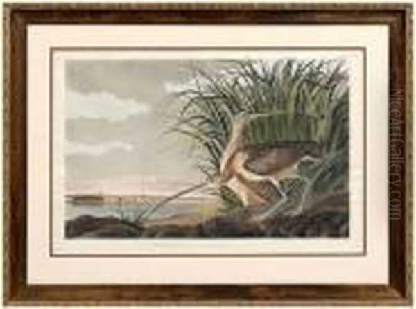 Long Billedcurlew - view 1