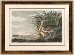 Long Billedcurlew by John James Audubon