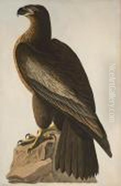 The Bird Of Washington - view 1