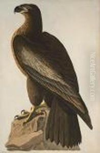 The Bird Of Washington by John James Audubon
