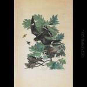 Night Hawk, Plate Cxlvii (from The Havell Edition Of The Birds Ofamerica) by John James Audubon