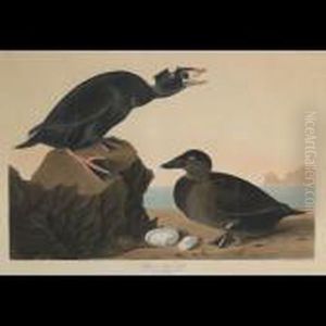 Black Or Surf Duck, Plate Cccxvii (from The Havell Edition Of Thebirds Of America) by John James Audubon
