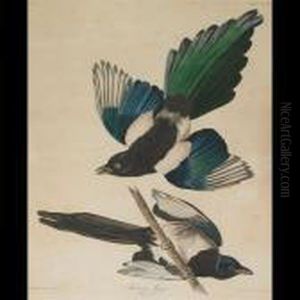 American Magpie, Plate Ccclvii (from The Havell Edition Of Thebirds Of America) by John James Audubon