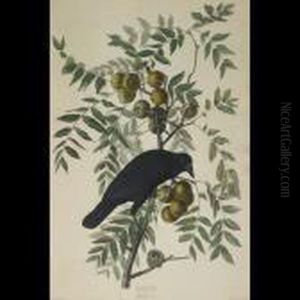 American Crow, Plate Clvi (from The Havell Edition Of The Birds Ofamerica)