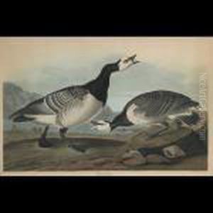 Barnacle Goose, Plate Ccxcvi (from The Havell Edition Of The Birdsof America) by John James Audubon