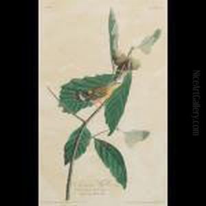Swainson""""""""s Warbler, Plate 50 (from The Havell Edition Of The Birdsof America) Swainson""""""""s Warbler, Plate 50 (from The Havell Edition Of The Birdsof America)