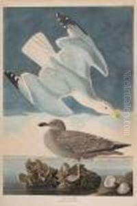 Herring Gull Herring Gull