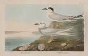Havell's Tern, Trudeau's Tern by John James Audubon
