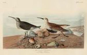 Red Backed Sandpiper. Tringa Alpina. (pl.ccxc) by John James Audubon