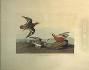 Red Phalarope. Phalaropus Platrhynchus,temm. (pl. Cclv) by John James Audubon