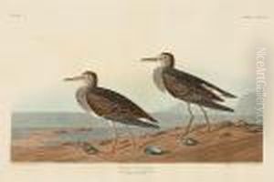 Pectoral Sandpiper. Tringa Pectoralis. (pl.ccxciv) Pectoral Sandpiper. Tringa Pectoralis. (pl.ccxciv)