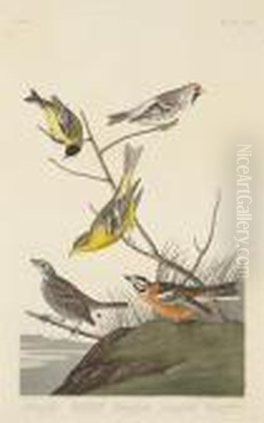 Arkansaw Siskin. Mealy Red-poll.
Louisianatananger. Townsend's Finch. Buff-breasted Finch (pl. Cccc) - view 1