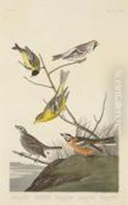 Arkansaw Siskin. Mealy Red-poll.
Louisianatananger. Townsend's Finch. Buff-breasted Finch (pl. Cccc) by John James Audubon