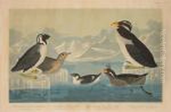 Black-throated Guillemot.
Noble-billed Auk.curled-crested Auk. Horned Billed Guillemot (pl.
Ccccii) - view 1