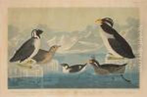 Black-throated Guillemot.
Noble-billed Auk.curled-crested Auk. Horned Billed Guillemot (pl.
Ccccii) by John James Audubon