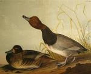 Red-headed Duck (pl. 396) by John James Audubon