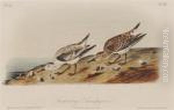 Dusky Grouse, Last Bittern, Landerling Sandpiper - view 1