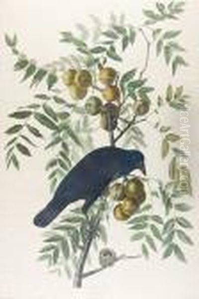 American Crow (pl.clvi)1833 From The Havelledition Of The Birds Of America - view 1