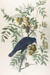 American Crow (pl.clvi)1833 From The Havelledition Of The Birds Of America by John James Audubon