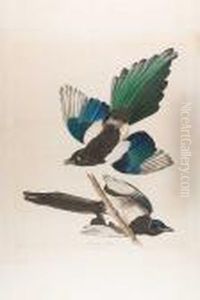 American Magpie (pl.ccclvii)1837 From Thehavell Edition Of The Birds Of America