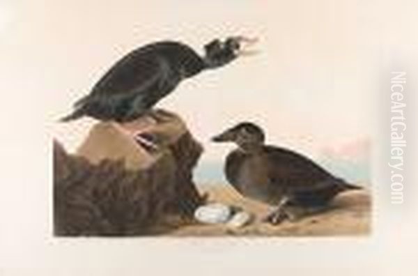 Black Or Surf Duck (pl.cccxvii)1836 From Thehavell Edition Of The Birds Of America - view 1