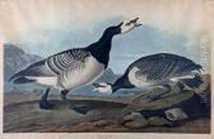 Barnacle Goose (pl.ccxcvi) From The Havelledition Of The Birds Of America by John James Audubon