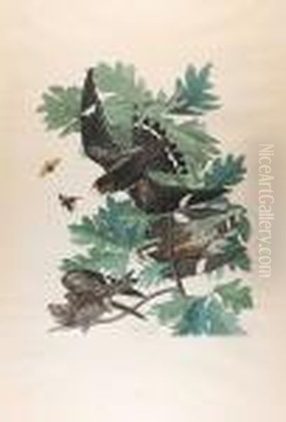 Night Hawk (cxlvii)1832 From The Havell Edition Of The Birds Of America - view 1
