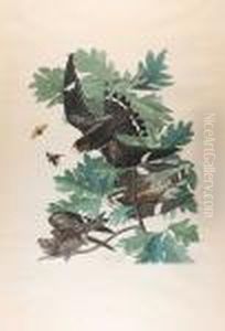 Night Hawk (cxlvii)1832 From The Havell Edition Of The Birds Of America by John James Audubon