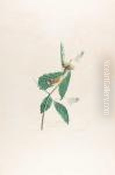 Swainsons Warble - view 1