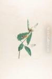 Swainsons Warble by John James Audubon