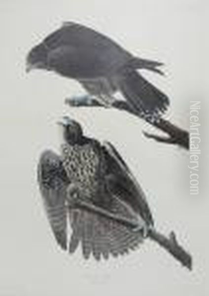 Labrador Falcon - view 1