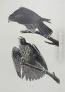 Labrador Falcon by John James Audubon