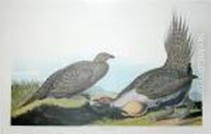 Cock Of The Plains by John James Audubon