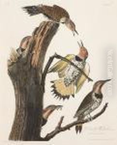Gold-winged Woodpecker, Male 1. F. 2. Picusauratus (pl. 37)