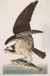 Fish Hawk Or Osprey, Falco Haliaetus. Male(pl. Lxxxi) Fish Hawk Or Osprey, Falco Haliaetus. Male(pl. Lxxxi)