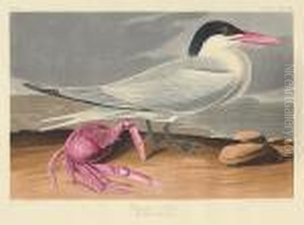 Cayenne Tern. Sterna Cayana, Lath. (pl.cclxxiii) - view 1