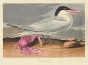 Cayenne Tern. Sterna Cayana, Lath. (pl.cclxxiii) by John James Audubon