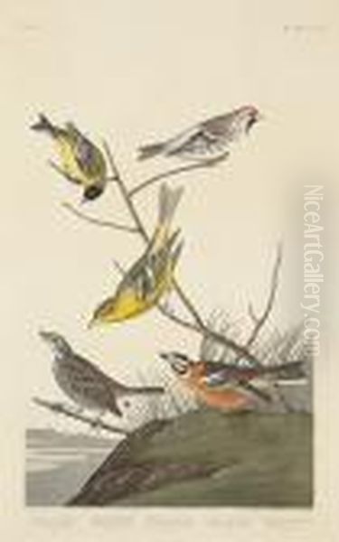 Lazuli Finch. Clay-coloured
Finch. Oregonsnow Finch (pl. Cccxcviii); Arkansaw Siskin; Mealy
Red-poll.louisiana Tananger. Townsend's Finch. Buff-breasted Finch
(pl.cccc) - view 1