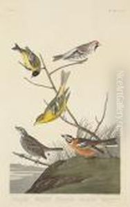 Lazuli Finch. Clay-coloured
Finch. Oregonsnow Finch (pl. Cccxcviii); Arkansaw Siskin; Mealy
Red-poll.louisiana Tananger. Townsend's Finch. Buff-breasted Finch
(pl.cccc) by John James Audubon