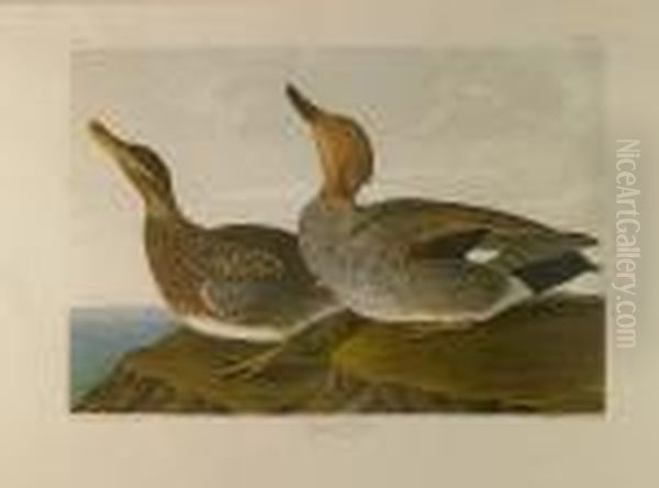 Gadwall Buck, (pl. 388) - view 1