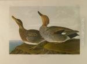 Gadwall Buck, (pl. 388) by John James Audubon
