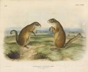Spermophilus Franklinii Sabine, Franklins Marmot Squirrel, Maleand Female