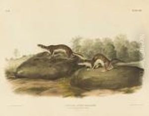 Mustela Fusca, Aud. & Bach., Little American Brownweasel by John James Audubon