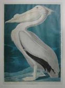 American White Pelican by John James Audubon